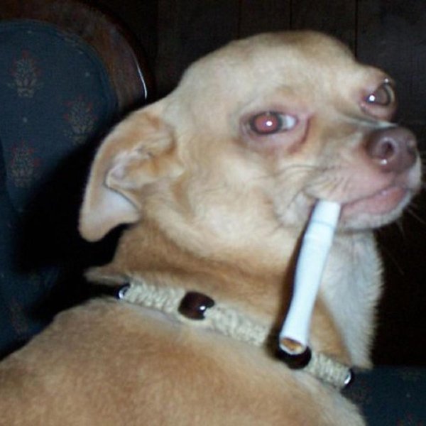 Собачка с сигаретой
