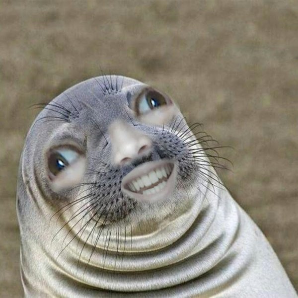 Морской котик смешной