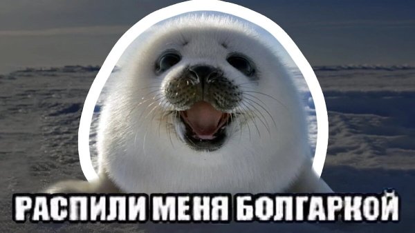 Морской котик Мем