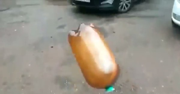 Собака с бутылкой