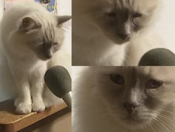 Грустный кот интервью