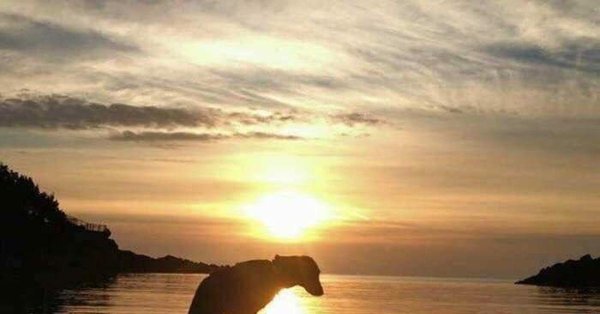 Срущий кот на фоне заката