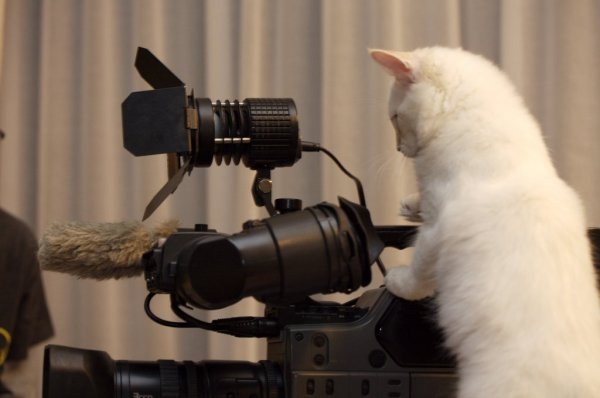 Съемка котиков