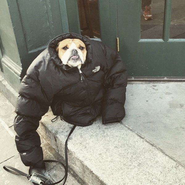 Курточки для собак