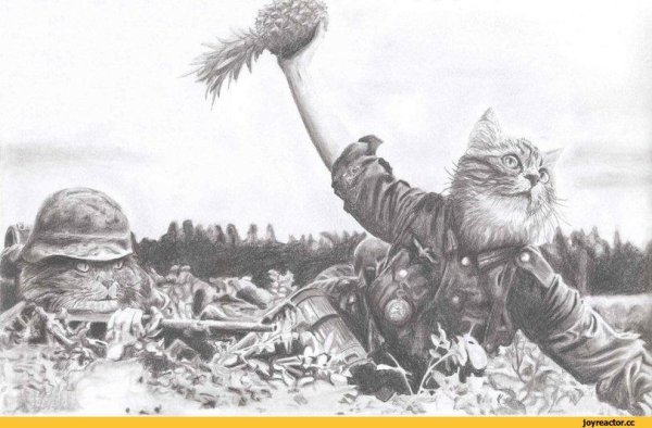 Боевые коты арт