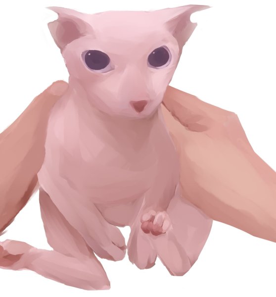 Лысый кот БИНГУС