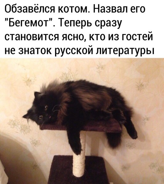 Кот зовет