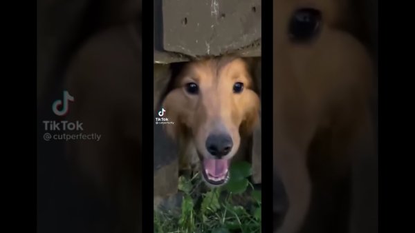 Собаки лают через забор