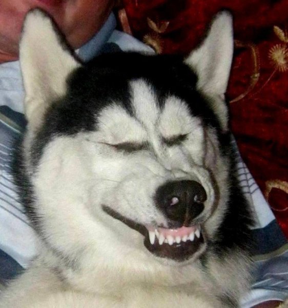 Хаски смешные