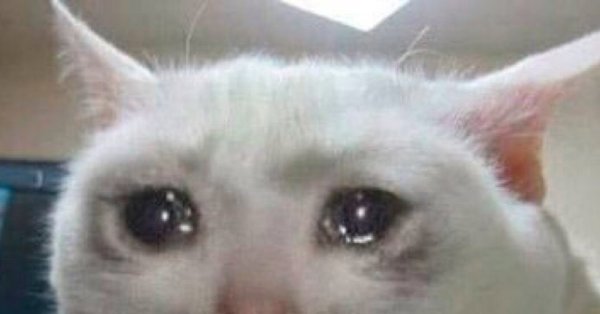 Кот плачет Мем