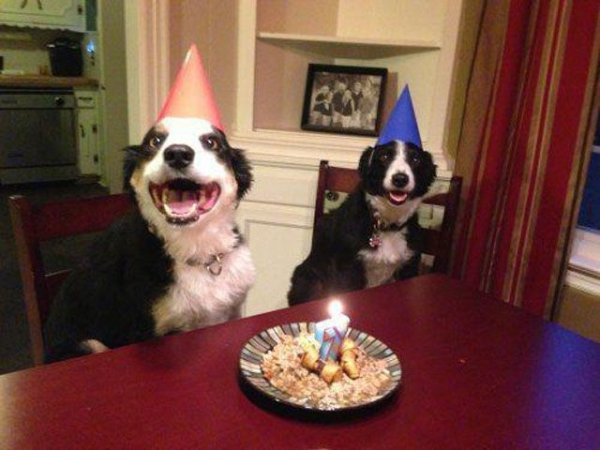 С днем рождения пёс Мем