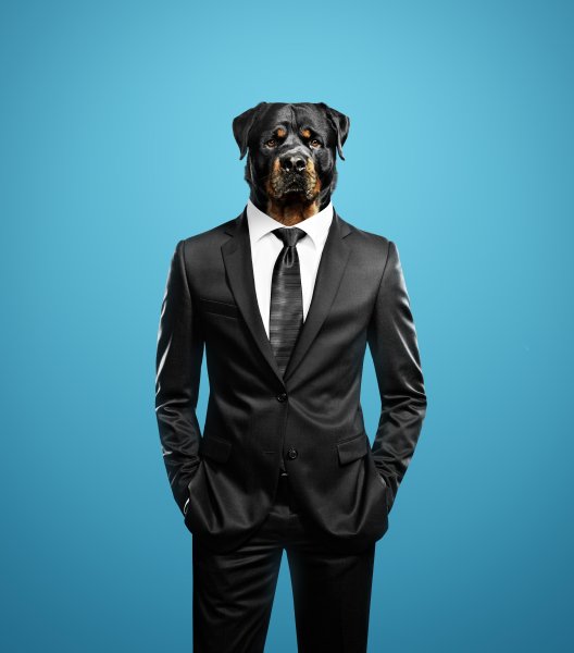 Собака в пиджаке