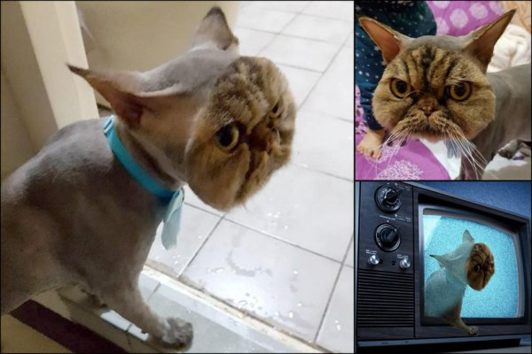 Кота подстригли налысо
