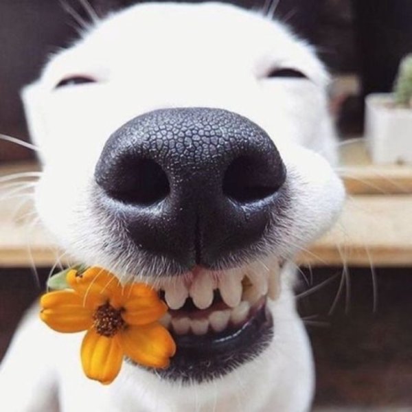 Довольная морда