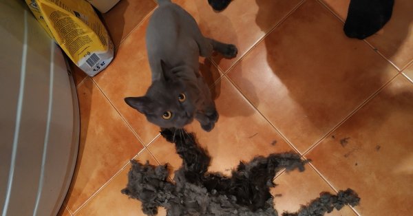 Бритая голова кота