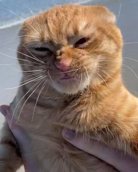 Недовольный рыжий кот