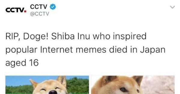 Doge meme died