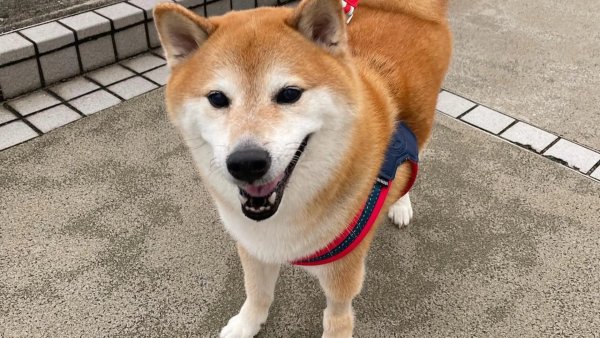 Собаки необычных пород