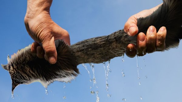 Побритый кот Мем