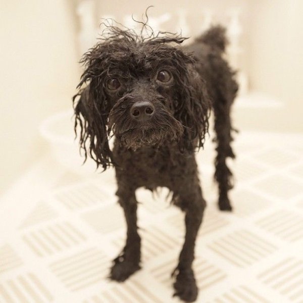 Мокрый пудель