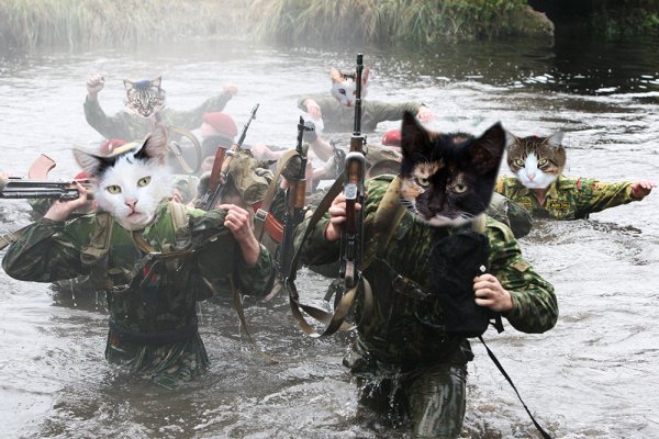 Армия котов
