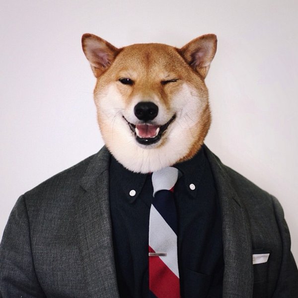 Шиба ину в костюме