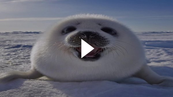 Морской котик Мем