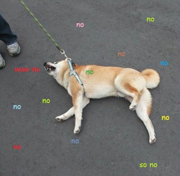 Пес хочет гулять