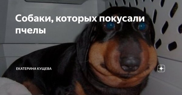 Собачка которую укусила пчела Мем