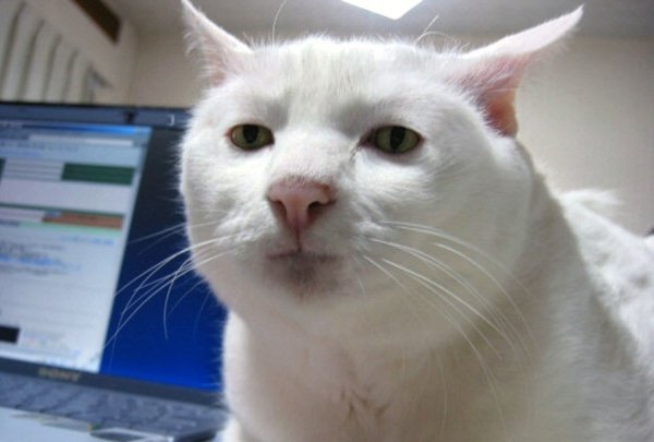Котик плачет Мем