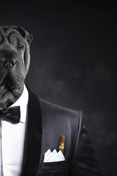 Бульдог в смокинге