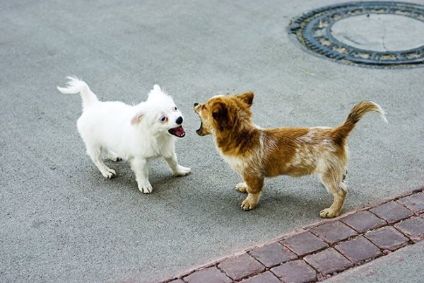 Собаки лают друг на друга