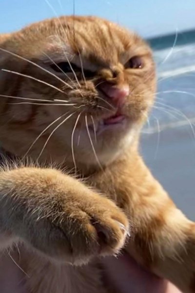 Рыжий недовольный кот на море