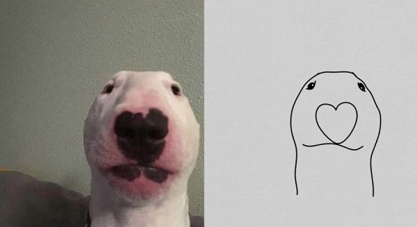 Белая собака Мем