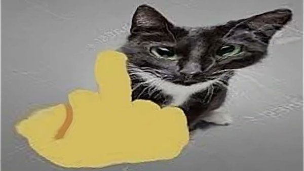 Котик показывает фак