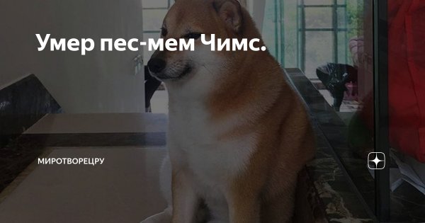 Мем она собака она погибла