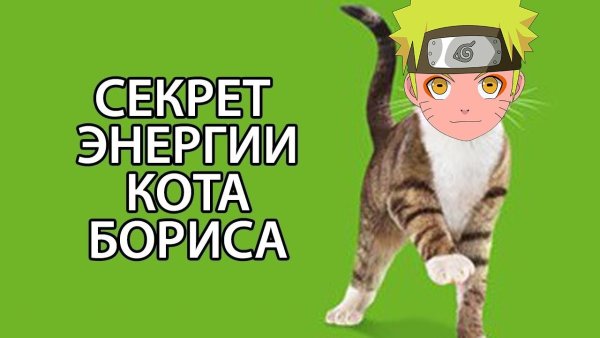 Кот Борис Мем