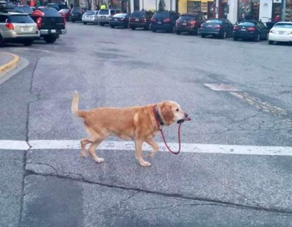 Поводок для собак