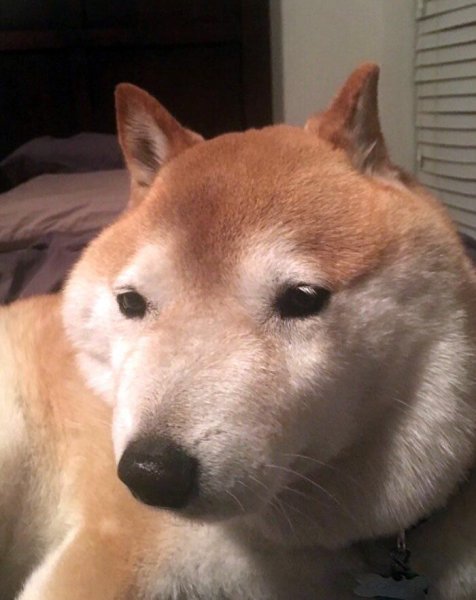 Сиба-ину Doge