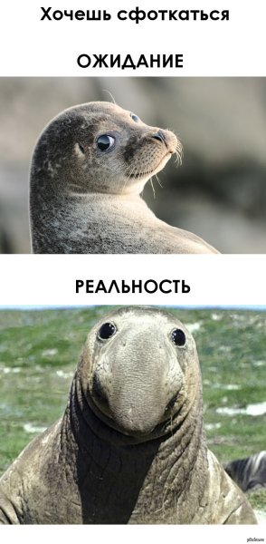 Прикольный тюлень