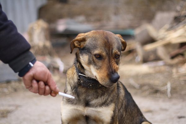 Демотиваторы про щенков