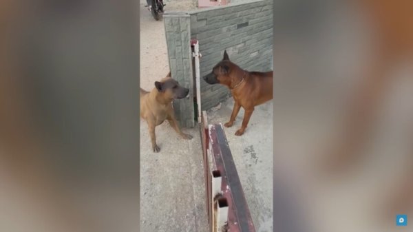 Две собаки лают друг на друга