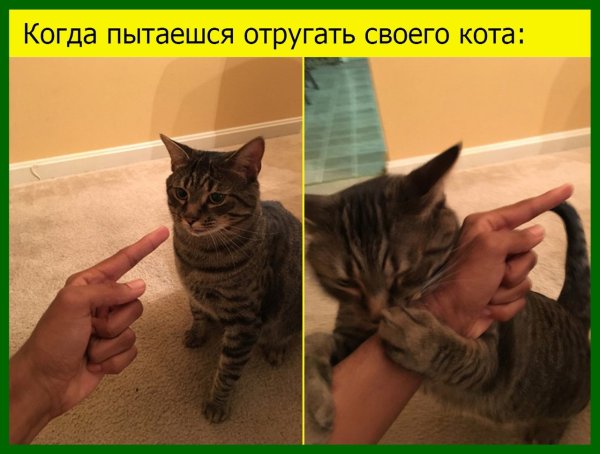 Мемы с котиками
