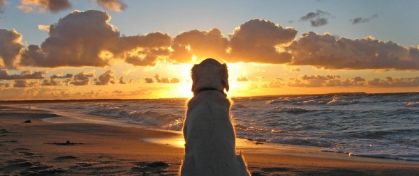 Собака на берегу моря