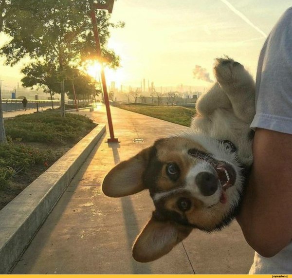 Добрые животные