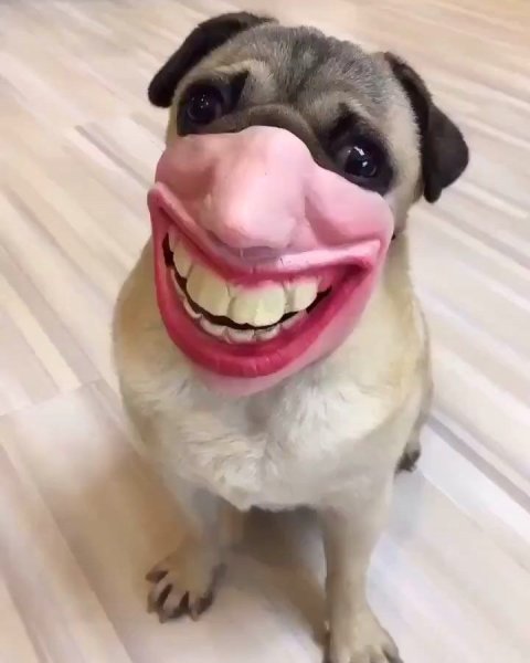 Намордник для МОПСА