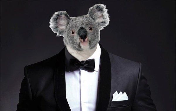 Собака в смокинге