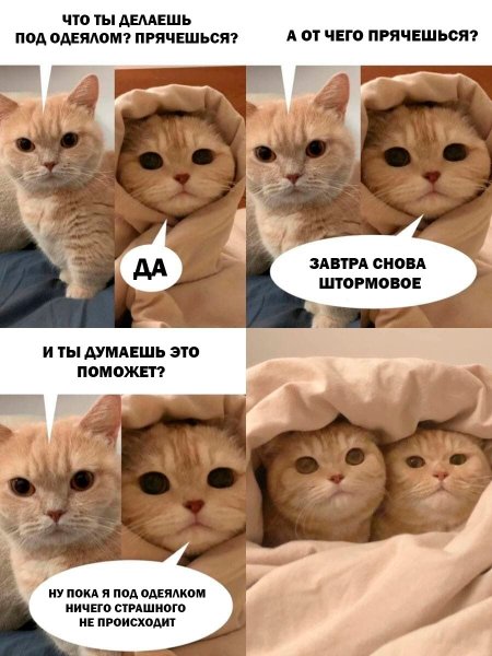 Смешной мемный котик