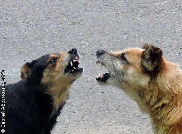 2 Собаки гавкают друг на друга