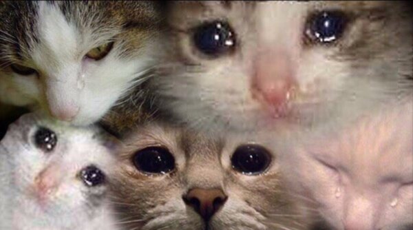 Плачущие котики